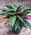 کالا‌ته‌آ روفیباربا,Calathea rufibarba - wavestar